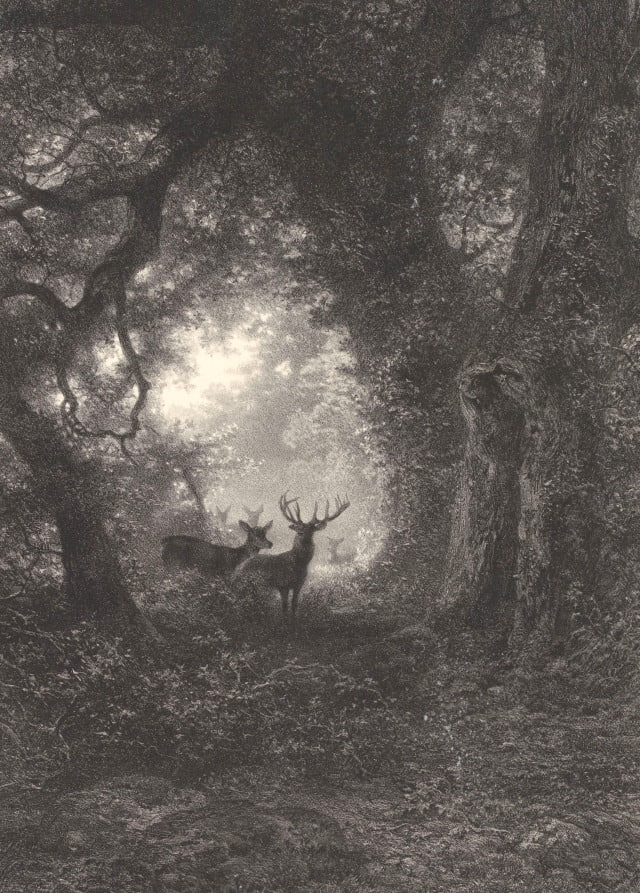 К записи ««Herten in een bos» - Adolphe Mouilleron, after Karl Bodmer - 1859», снимок 1 из 1